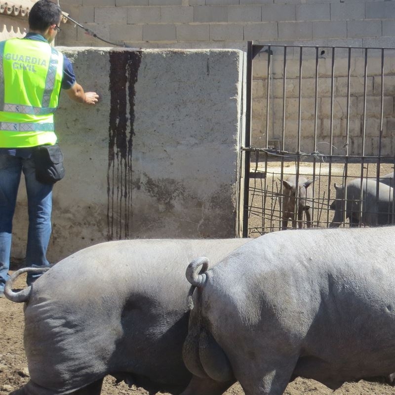 Detenidos dos vecinos de Fuente del Maestre como presuntos autores de la sustracción de cerdos