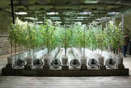 Detenida una persona por cultivo de plantas de cannabis en Valdefuentes