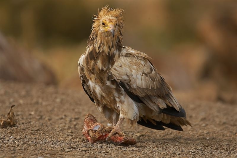 AMUS liberará este miércoles en Hornachos un ejemplar de Alimoche dentro de su estrategia de conservación de carroñeras