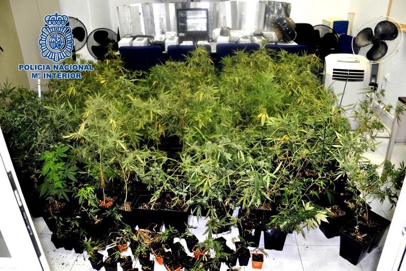 Intervenidas más de 240 plantas de marihuana en un piso de Almendralejo