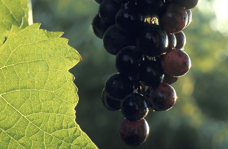 La Estación Enológica de Almendralejo emite más de mil certificados de exportación de vinos extremeños en 2014