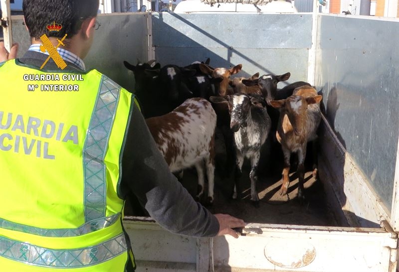 Imputado por la sustracción de 13 cabras de una finca en Feria