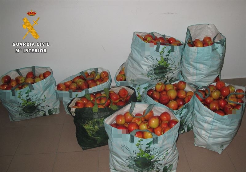 Interceptados dos hombres por el robo de 200 kilos de nectarina en Barbaño