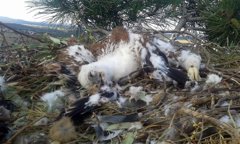 La Guardia Civil imputa a dos personas por envenenamiento de águilas imperiales en la Sierra de San Pedro