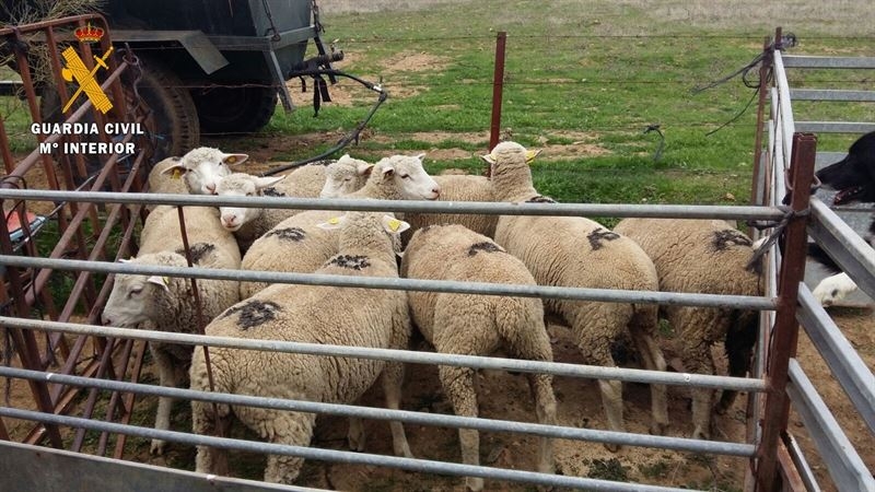 Recuperadas nueve ovejas robadas en una explotación de Valencia del Ventoso
