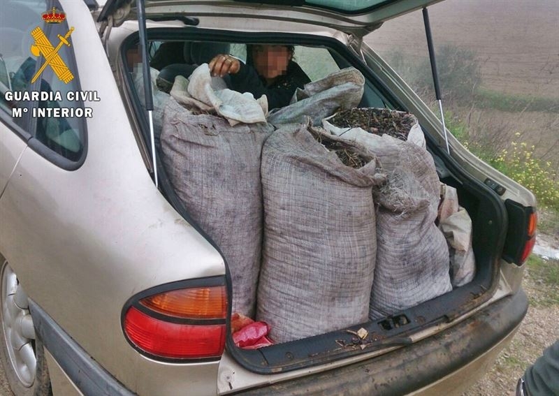 Quince detenidos sorprendidos portando 3.000 kilos de aceitunas robadas en Campillo de Llerena