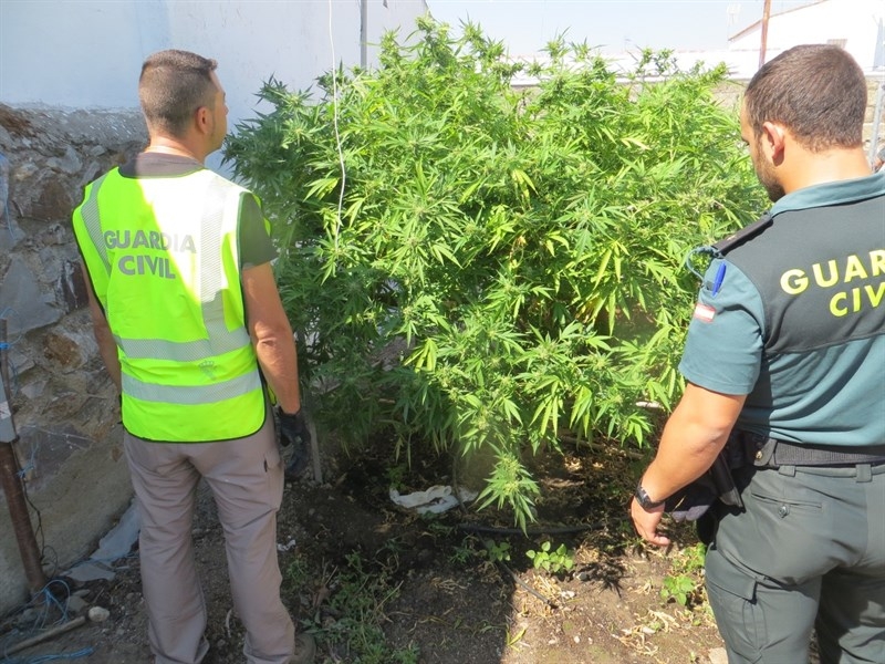 Dos personas detenidas en Valdehornillos por cultivo y tráfico de drogas