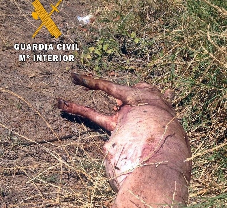 La Guardia Civil investiga al presunto autor del robo de 15 lechones en Ribera del Fresno