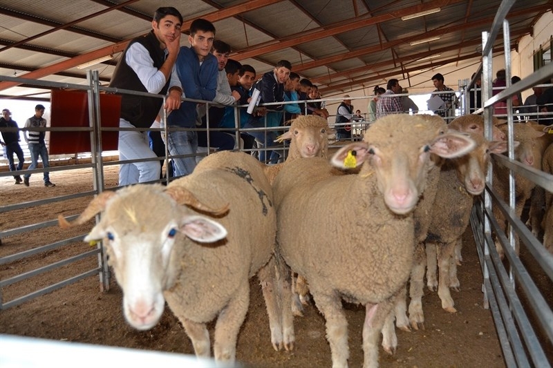Las ganaderías extremeñas se dotan de ganado ovino merino de alta calificación de la Diputación de Badajoz