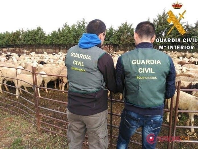 La Guardia Civil detiene a dos personas por varios delitos de hurto de ganado