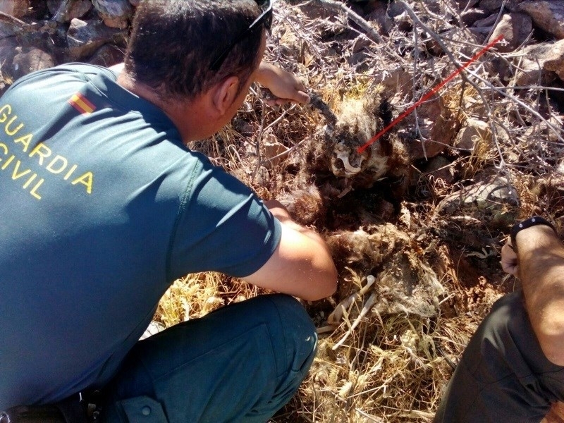Investigado un vecino de Puebla de Alcocer por utilizar anzuelos y jaulas prohibidas para la caza