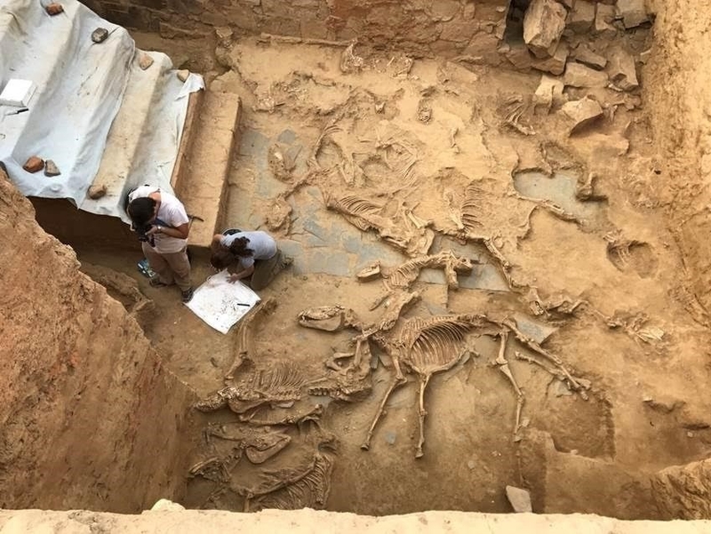 Hallan restos de 19 animales sacrificados y un ajuar para banquetes en el santuario tartésico de Turuñuelo