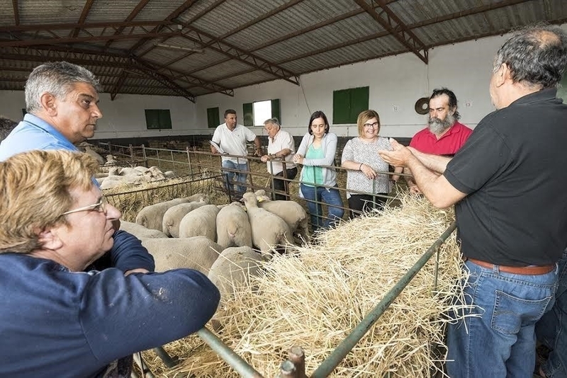 La Diputación de Cáceres entrega a 22 ganaderos un total de 173 ovejas de la raza Merino Precoz