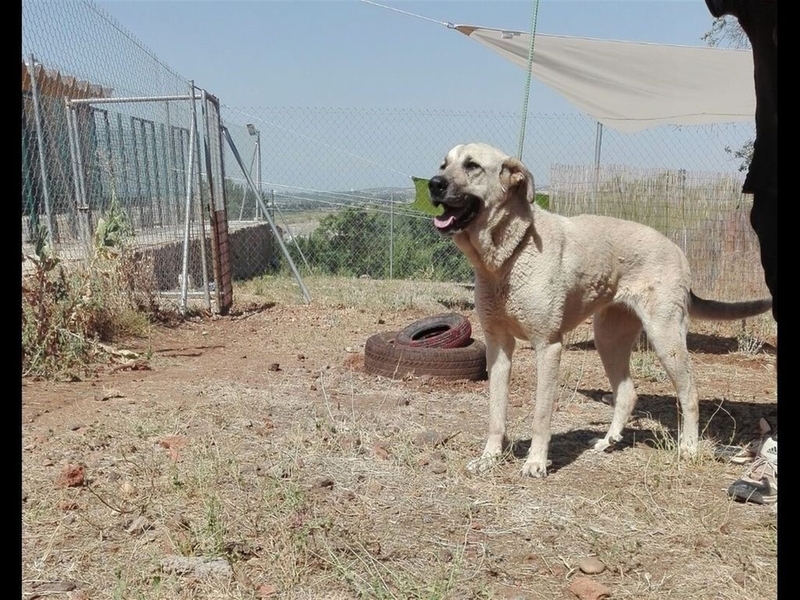 La Diputación facilita más de una veintena de adopciones de perros abandonados en diez días