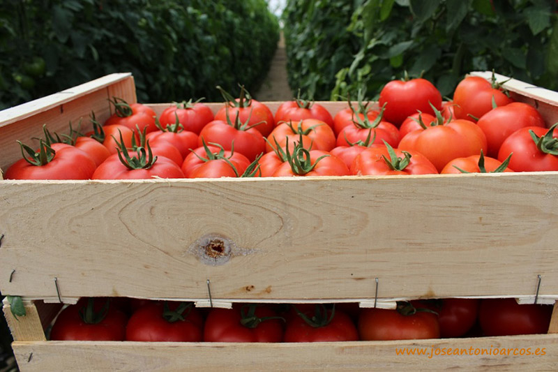 Las infracciones en el transporte de la campaña del tomate en la provincia disminuyen en 2016 un 23,2%
