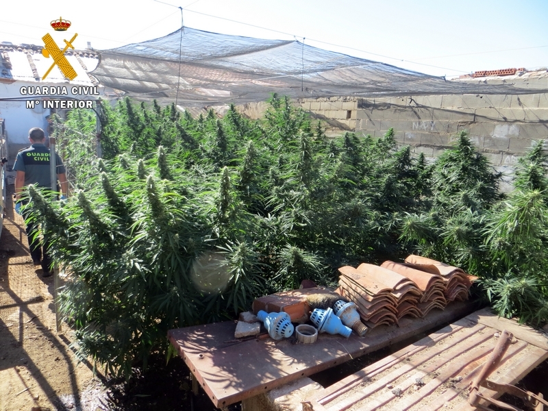 La Guardia Civil desmantela dos plantaciones de marihuana en Almendral y Arroyo de San Serván