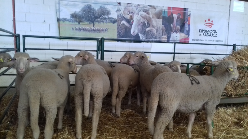 Éxito rotundo de la Diputación de Badajoz en la subasta de ganado de la XXXIV Feria Agroganadera de Trujillo