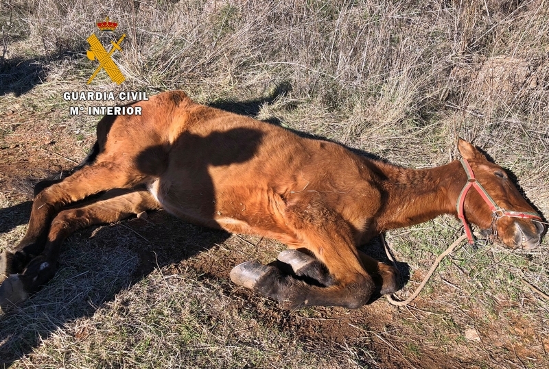 Investigado por maltrato animal el dueño de un caballo que falleció con ''síntomas evidentes de desnutrición''