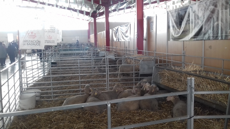 Éxito de la Diputación de Badajoz en la subasta de ganado en la XX Feria de La Coronada