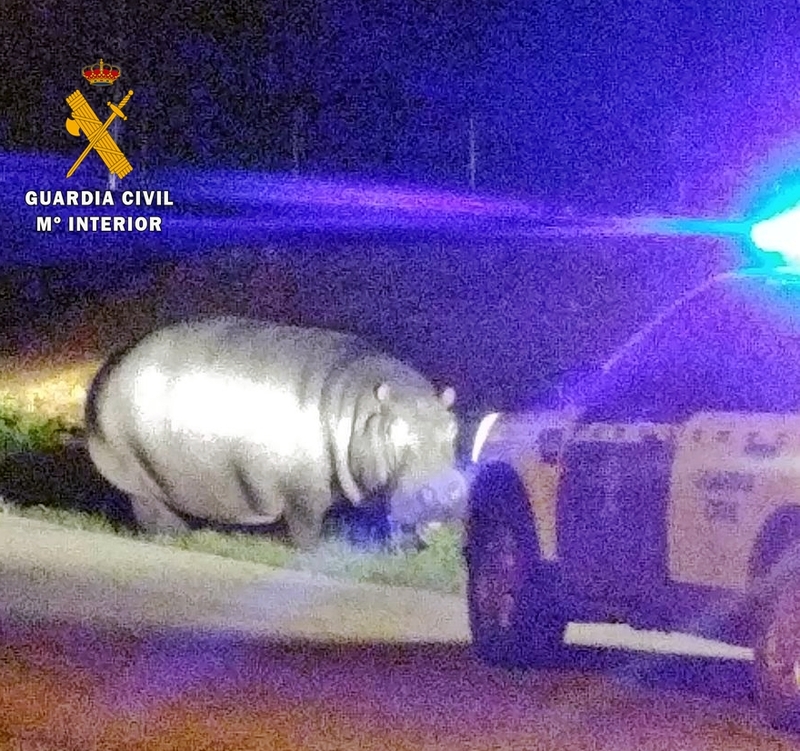 La Guardia Civil devuelve un hipopótamo de un circo fugado