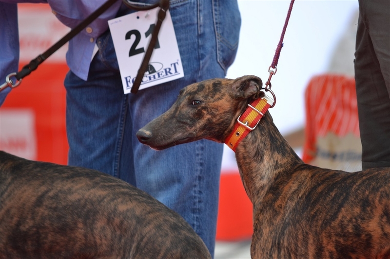 La I Jornada de Formación del Mundo del Galgo abordará en Quintana de la Serena la crianza o alimentación de estos canes
