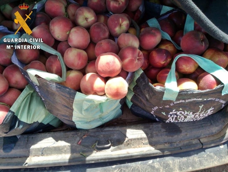 Sorprendidos dos vecinos de Badajoz tras sustraer 300 kilos de fruta en una explotación de Mérida