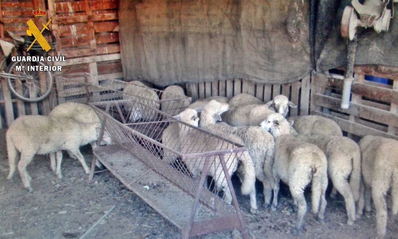 Detenidos por el por el robo de 80 ovejas de una explotación ganadera de Villanueva de la Serena