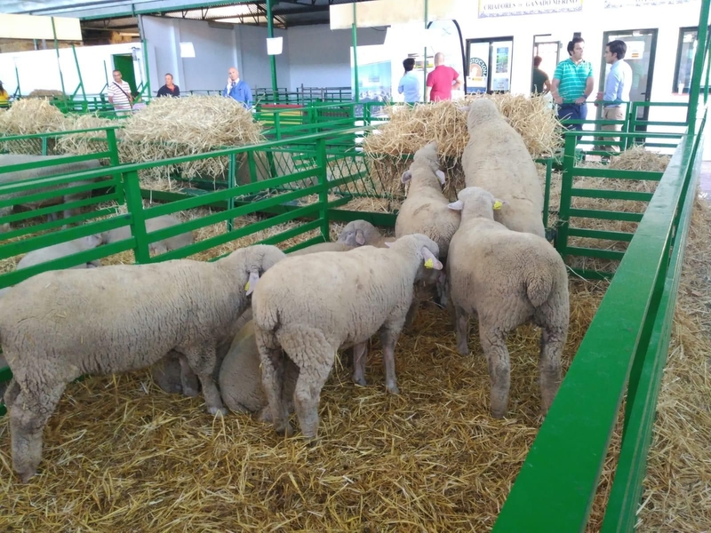 La raza Merino Precoz de la Diputación de Cáceres premio a la mejor ganadería en la Feria de Zafra