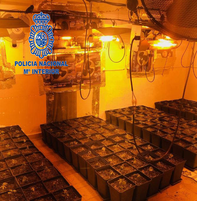 Policía Nacional detiene a un varón por cultivo de marihuana interviniendo 321 plantas 