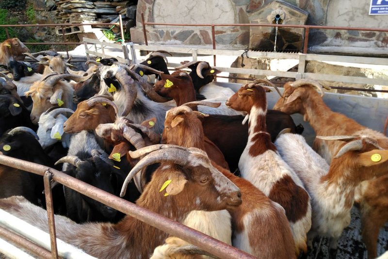 La Diputación adquiere el último rebaño de cabras jurdanas de la provincia para su reproducción y mejora genética