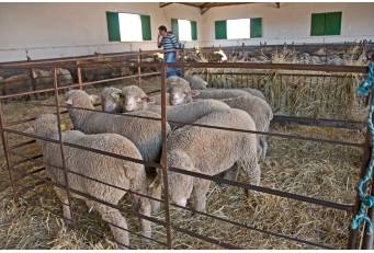 Publicadas las bases para adjudicar 210 reses de ganado ovino merino precoz de la Diputación de Cáceres