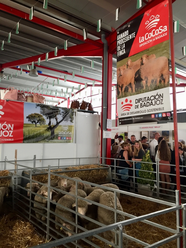 La Diputación de Badajoz subasta 16 cabezas de ganado en la XXI Feria de La Coronada