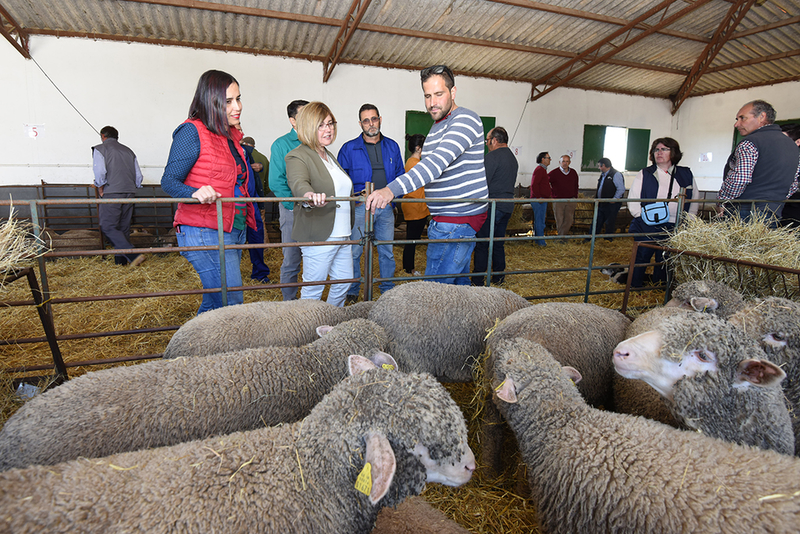 31 ganaderos reciben 181 ejemplares de la raza Merino Precoz criada en la finca El Cuartillo de la Diputación de Cáceres