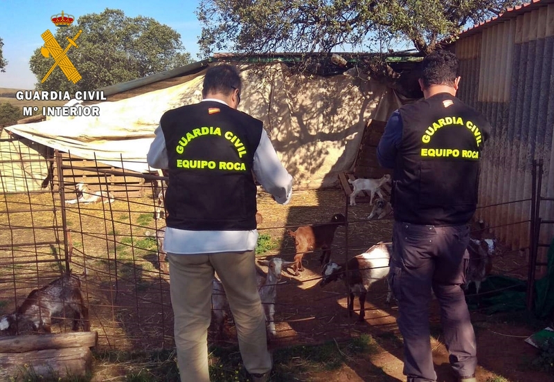 La Guardia Civil investigó a un ganadero por simular la sustracción de 50 cabezas de ganado caprino para cobrar el seguro