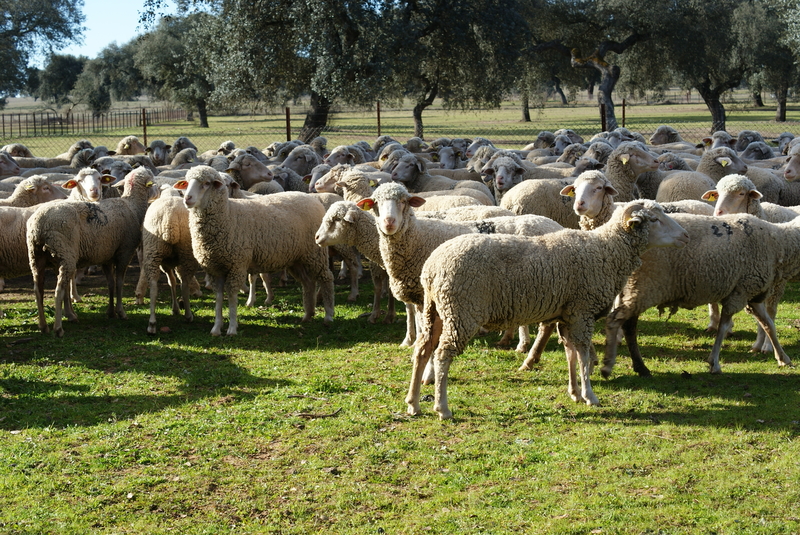 La Diputación de Badajoz participó en la subasta de ganado de la IX Feria Agroturística y Ganadera de la Siberia