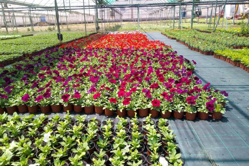 El vivero provincial comienza a repartir 40.000 flores de temporada a los ayuntamientos solicitantes