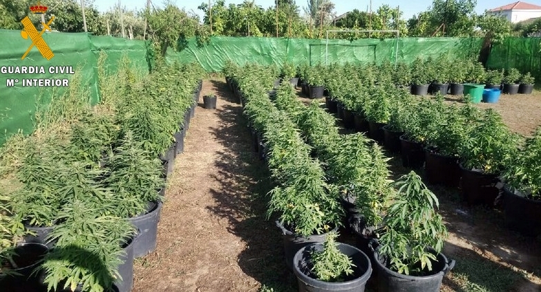 La Guardia Civil desmantela en una parcela de Villanueva de la Serena una plantación con 256 plantas de Marihuana