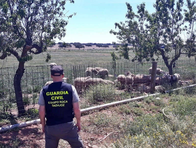 La Guardia Civil investigó al presunto autor del robo de ganado en una explotación ganadera en Talavera la Real