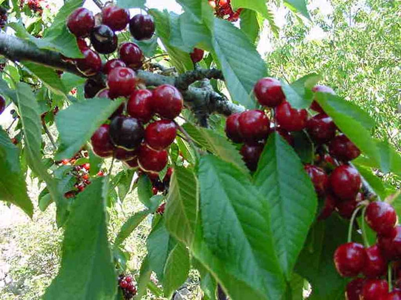 El Gobierno incluye a los productores de cerezas del norte de Cáceres en la reducción del IRPF a los agricultores afectados