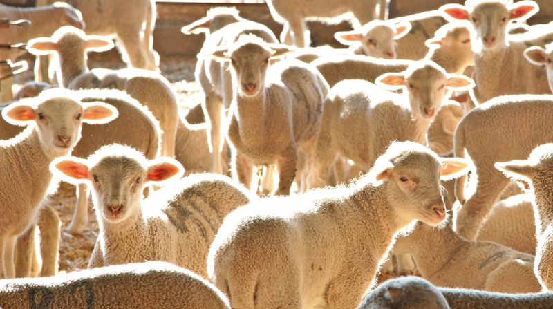 La Diputación de Badajoz ha participado en la subasta de ganado de la X Feria Agroganadera y Multisectorial de Siruela