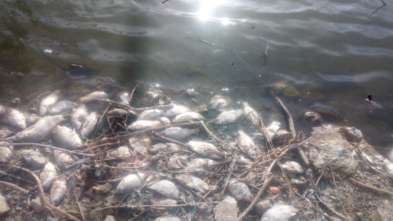 Denuncian la aparición de miles de peces muertos en la presa de Villalba de los Barros