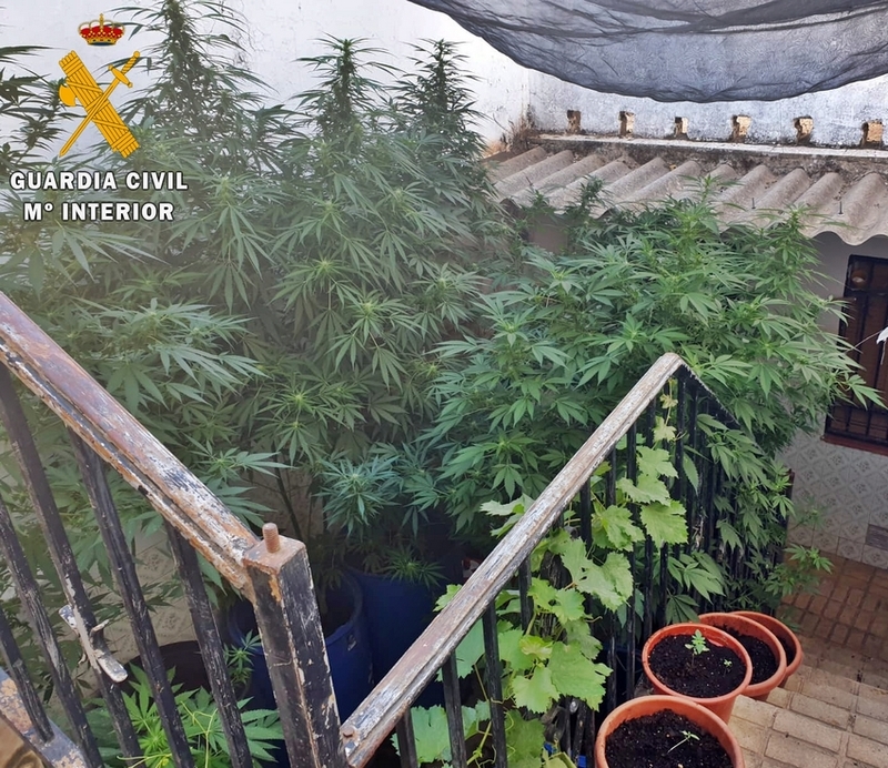 La Guardia Civil desmantela en el patio de una vivienda de Reina una plantación con 80 plantas de Marihuana