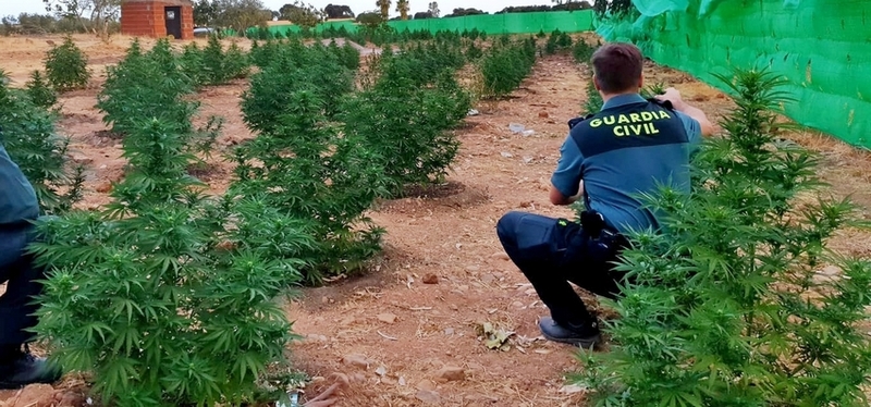 La Guardia Civil interviene 740 plantas de marihuana ocultas en una finca de Montijo