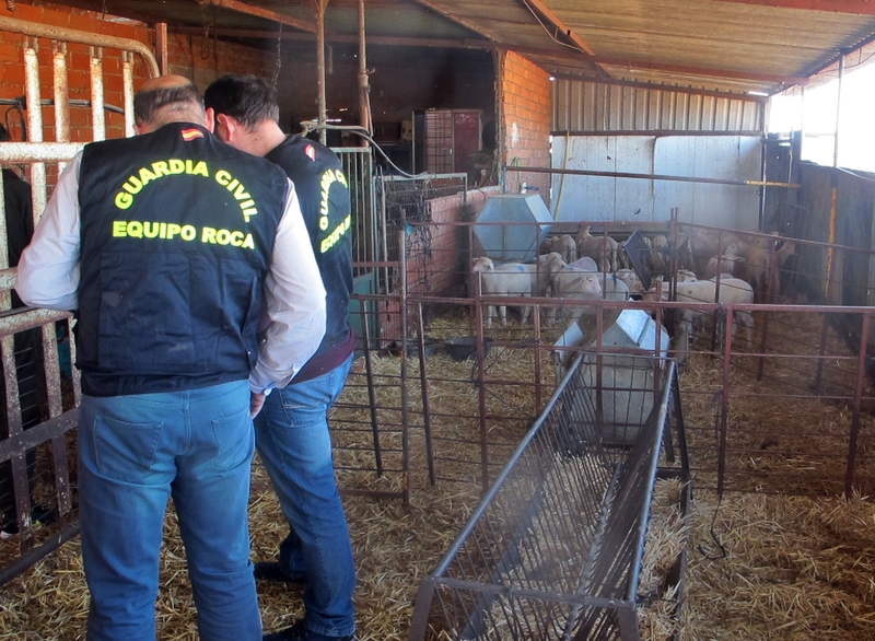 La Guardia Civil desarticula un grupo criminal organizado, dedicado al robo de ganado ovino en explotaciones ganaderas
