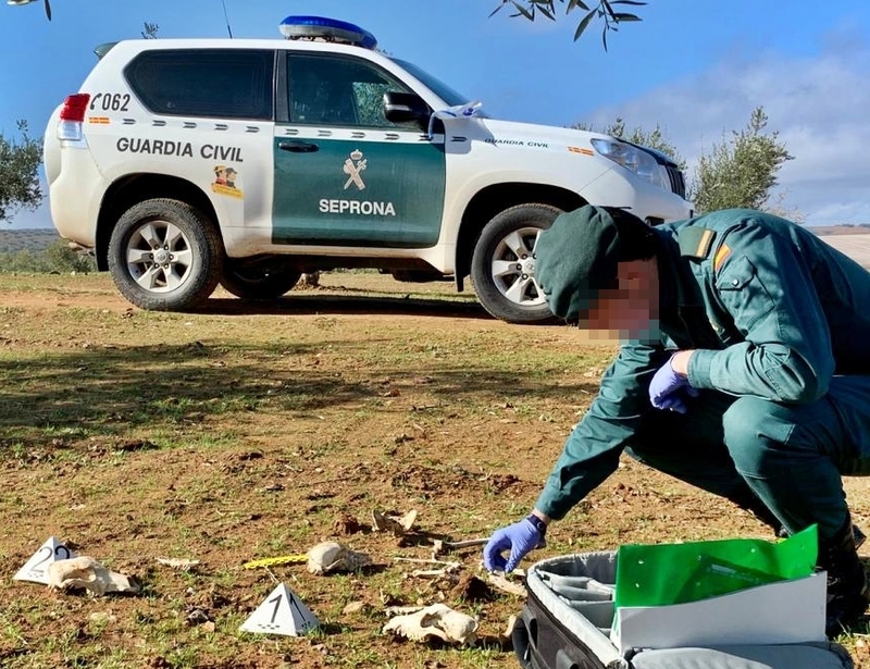 La Guardia Civil investigó a once personas y a un veterinario por delitos de maltrato animal al dar muerte a 46 perros