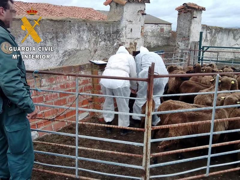 La Guardia Civil investigó a un ganadero de Siruela, por un supuesto delito de maltrato  animal con resultado de muerte