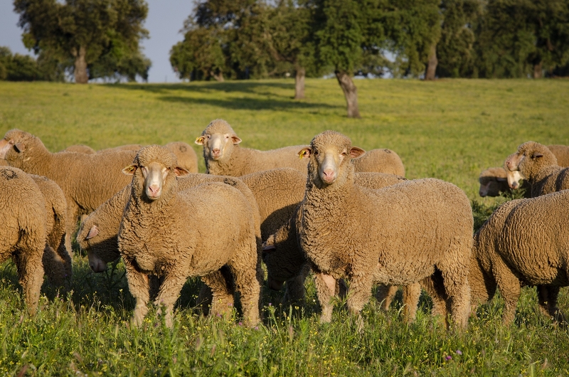 La Diputación de Badajoz organiza una subasta de ganado ovino de raza merina en la Finca La Cocosa