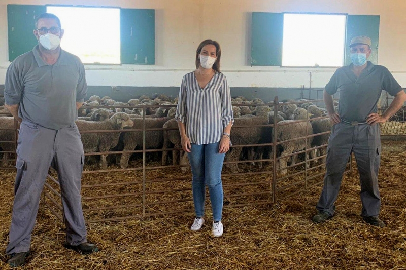 La Diputación de Cáceres adjudica 180 ejemplares de la raza Merino Precoz de su finca El Cuartillo