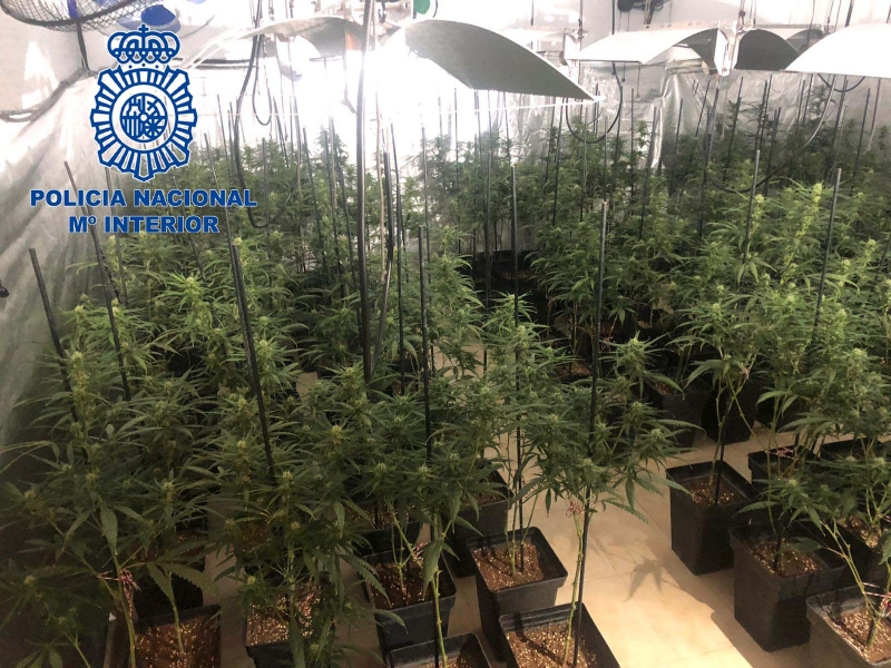 La Policía Nacional desmantela una plantación de marihuana con 356 plantas