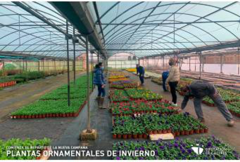 La Diputación comienza el reparto de la nueva Campaña de plantas ornamentales de invierno